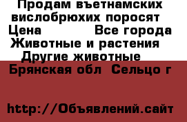 Продам въетнамских вислобрюхих поросят › Цена ­ 2 500 - Все города Животные и растения » Другие животные   . Брянская обл.,Сельцо г.